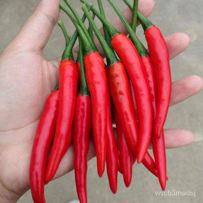 seedsGood Quality Pepper Bonsai Seeds for Sale Organic Vegetable Seeds Ornamental Plants Live Plan00
