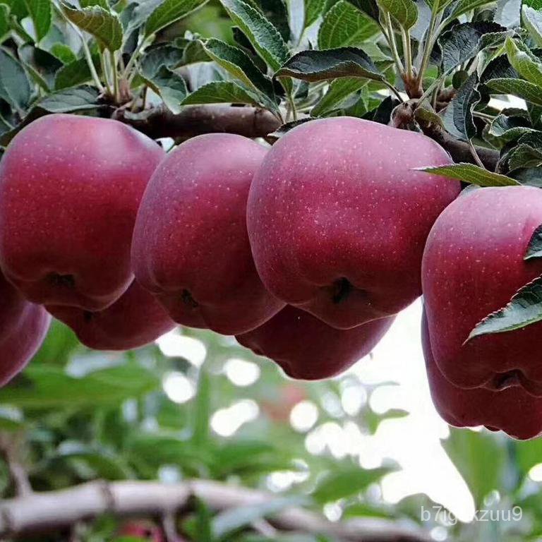 Apple Tree Fruit Seedling Field Cultivation Xinjiang Aksu Extra Large