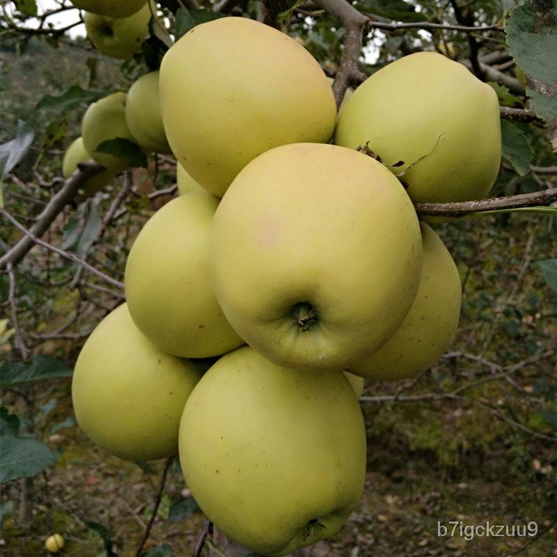 Grafting Super Large Yellow Marshal Apple Tree Fruit Seedling Surface