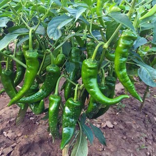 siling panigang / siling haba / green pepper / pepper inokra - 1.5grams