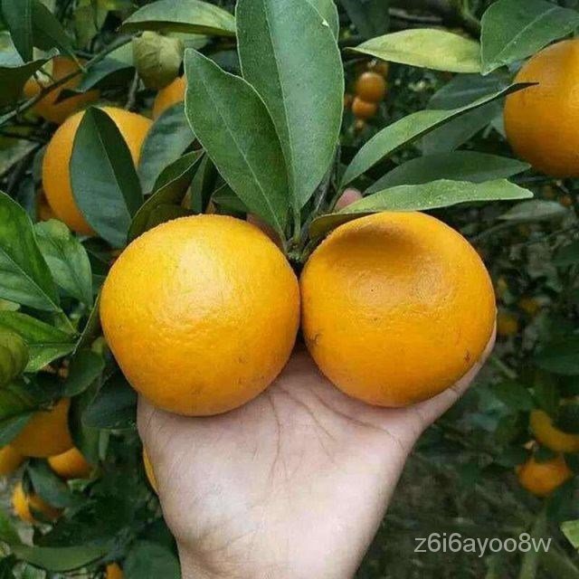 Grafting Orange Sapling Fengjie Navel Orange Sapling Fruit Sapling