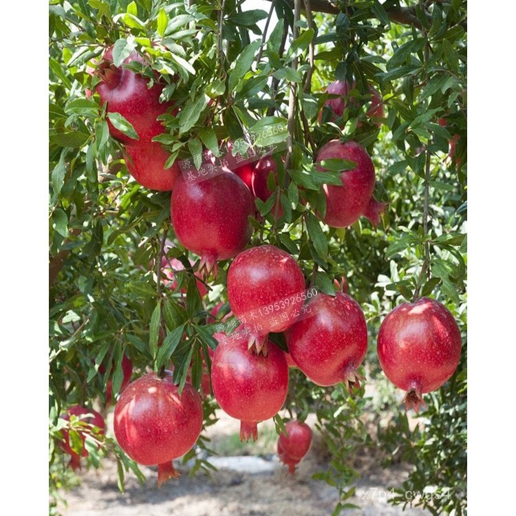 Pomegranate Tree Sapling Extra Large Tunisia SoftSeed Pomegranate Sapling Garden Pot Field