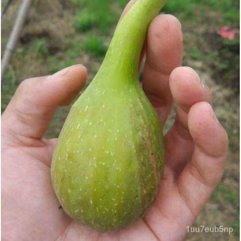 New Variety Barrunay Fig Sapling Banane Mango Seedlings Fig Potted Field Cultivation Fruit