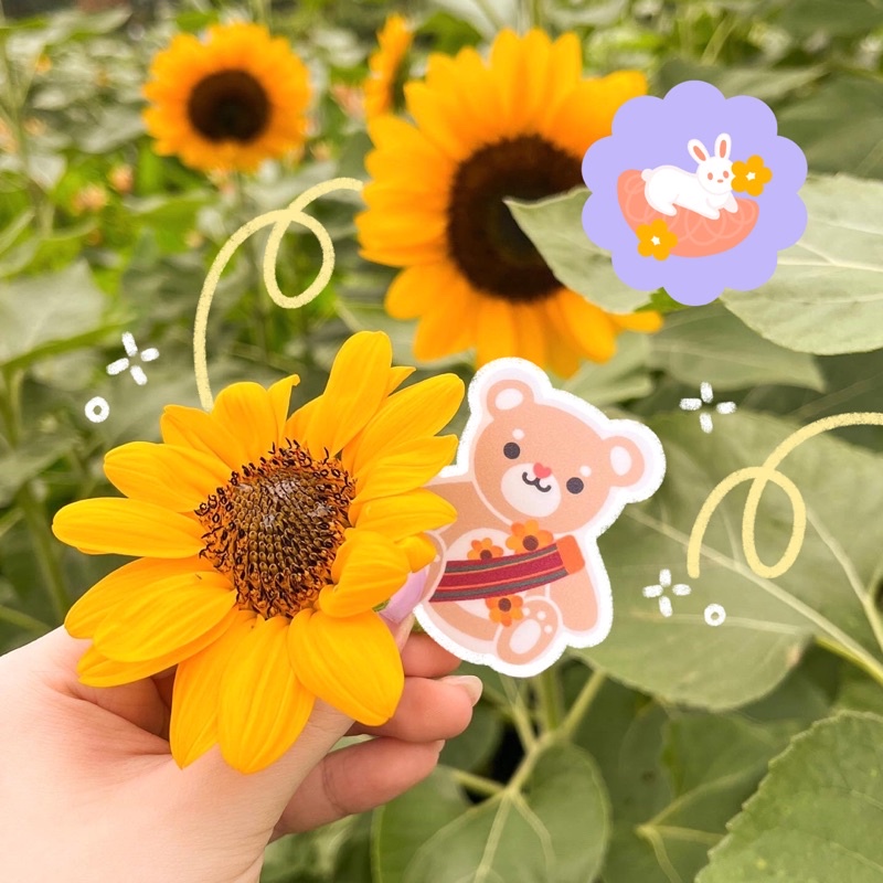 UP Sablay + Sunflower Bear Vinyl Waterproof Sticker pomelo paints co