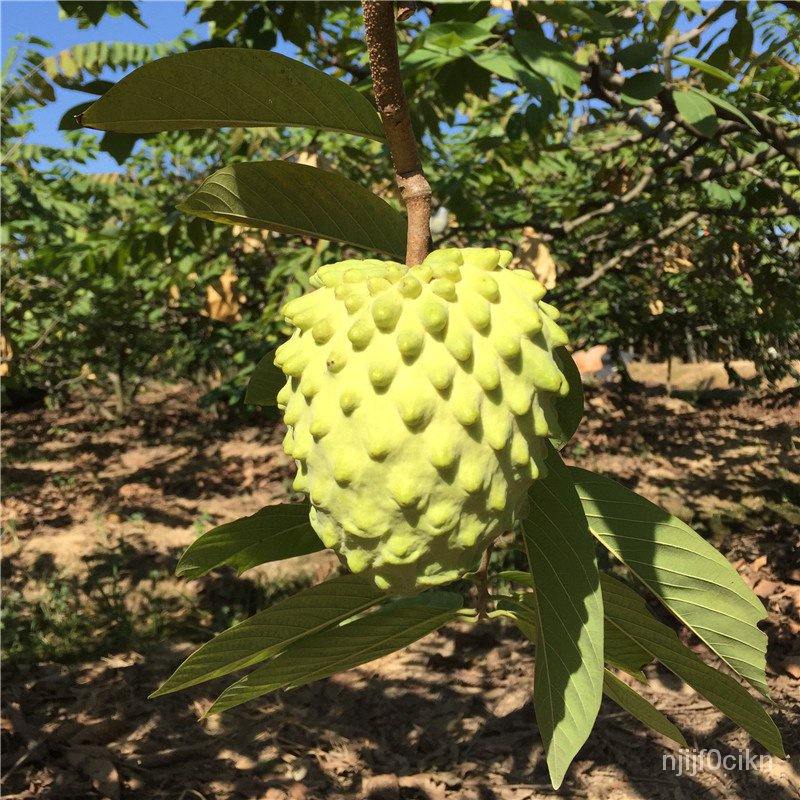 Four Seasons Water Fruit Seedling Custard Apple Sapling Taiwan Atemoya Custard Apple Fruit