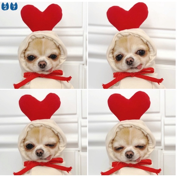 holloween costume 『27Pets』Warm Pet Fruite Cosplay Cloth Dog Hoddie Cat Clothes #5