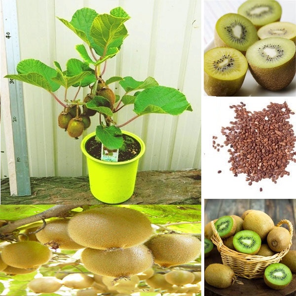 ◕Philippines Ready Stock 300Pcs KIWI Seeds Actinidia Vine Seeds Fruit Seeds Flower Seeds Vegetable B