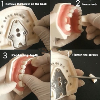 Dental Model Full Mouth Removable Standard Teeth For Nissin Training In Denttal Teaching Practice #2