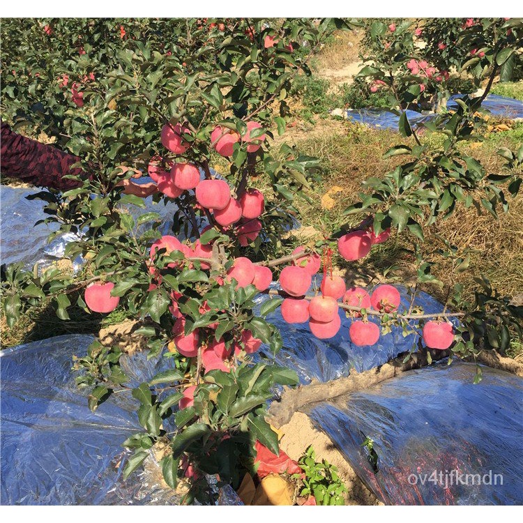 Apple Seedlings Grafting Extra Large Homes South and North Planting Garden Apple Sapling Trees