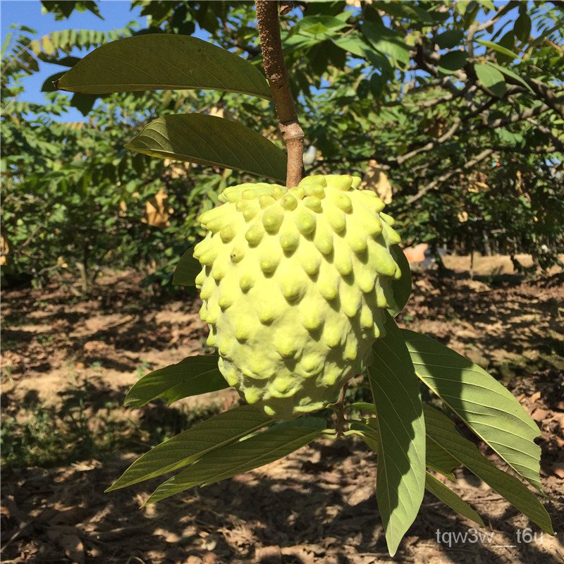 Four Seasons Water Fruit Seedling Custard Apple Sapling Taiwan Atemoya Custard Apple Fruit