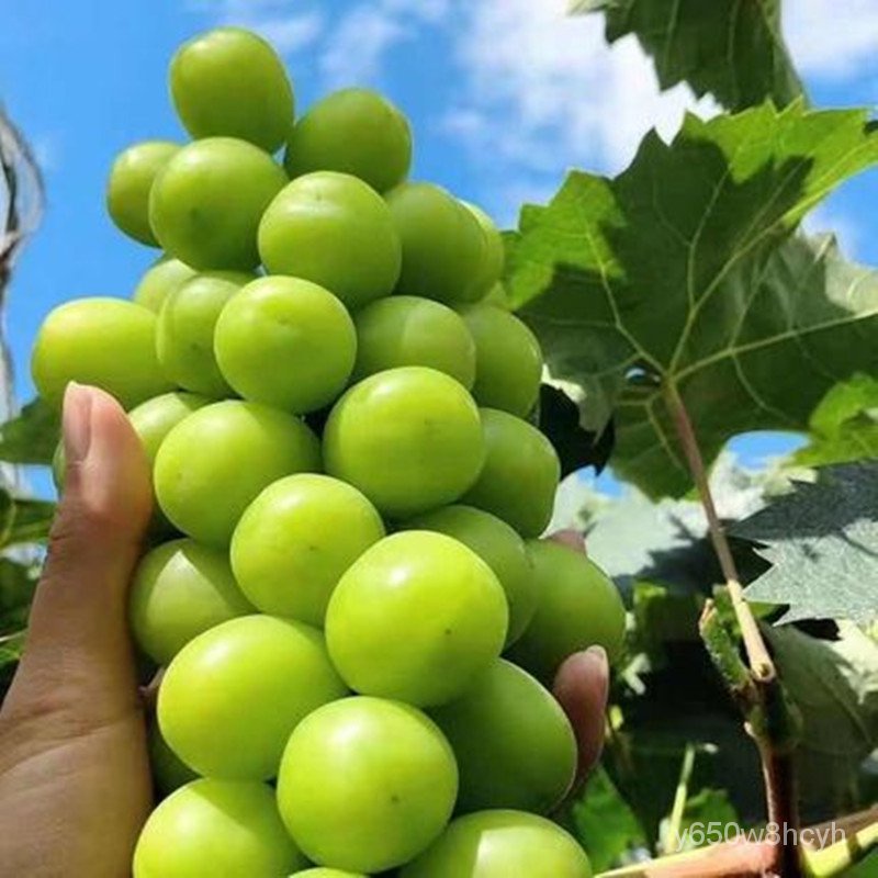 Grape Vine Fruit Tree Fruit Seedling Sweet Sapphire Grape South North