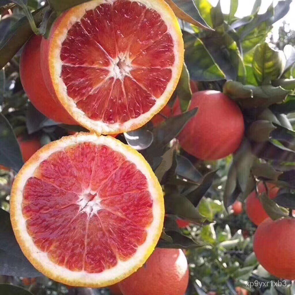 Orange Sapling Grafting Fruit Tree Fruit Seedling Wo Orange Imperial