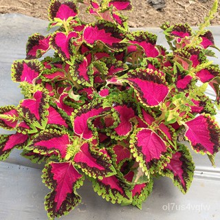 seeds[100% Mayana ] 100 Seeds Rainbow Coleus Seeds for Sale Bonsai Rare Mayana Seeds for Planting Fl #4
