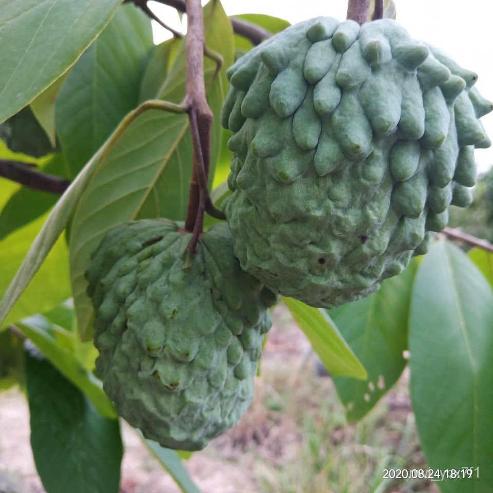Four Seasons Custard Apple Sapling Atemoya Custard Apple Fruit Seedling