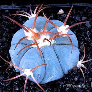 Spot 100% plump seeds[Seedhot]100pcs/Bag Cactus Seeds Bonsai Perennial Rare Succulent Plants Office  #3