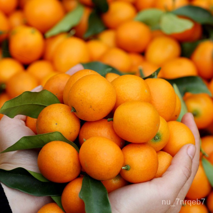 Kumquat Sapling Pot Field Cultivation Dwarf Fruit Tree Orange Sapling