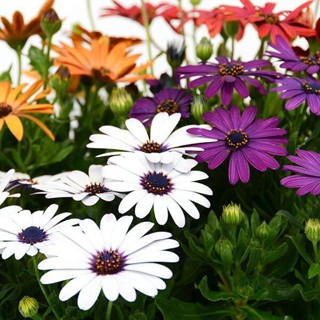 ◆[Fast Germination] Philippines Ready Stock 100 PCS South African Marigold Seeds Mixed Colors Flowe #4