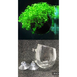 【Hot sale】GLASS CUP PLANTER /  AQUARIUM PLANTER