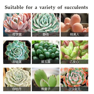 Succulent plant bursting nutrient solution 500ml bursting element foliar fattening and coloring to promote growth #3