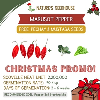 Marusot Pepper | Pepper Seeds