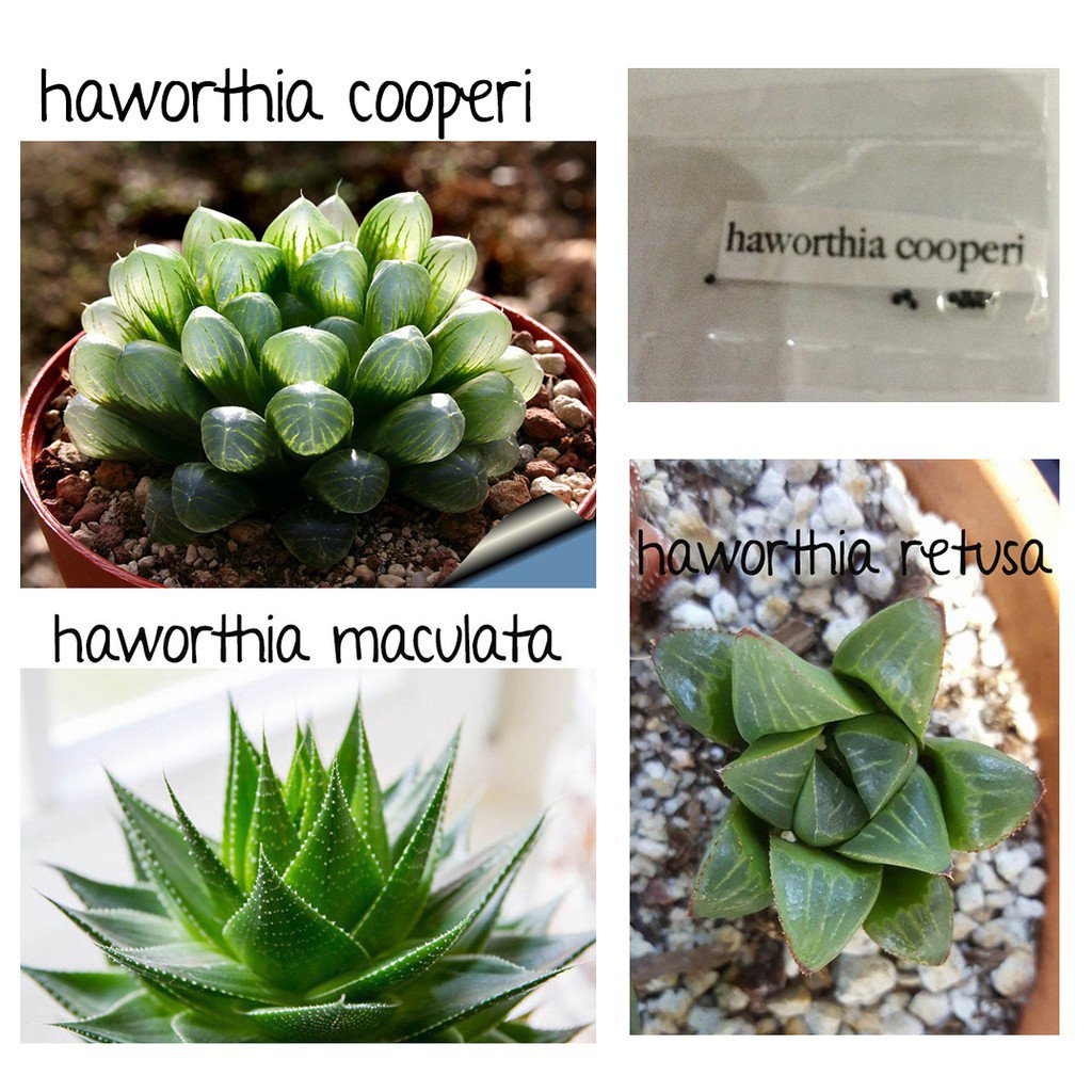 Haworthia cooperi retusa planifolia maculata aloe lithops seedsseeds U8QK