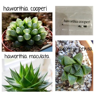 Haworthia cooperi retusa planifolia maculata aloe lithops seedsseeds U8QK #1