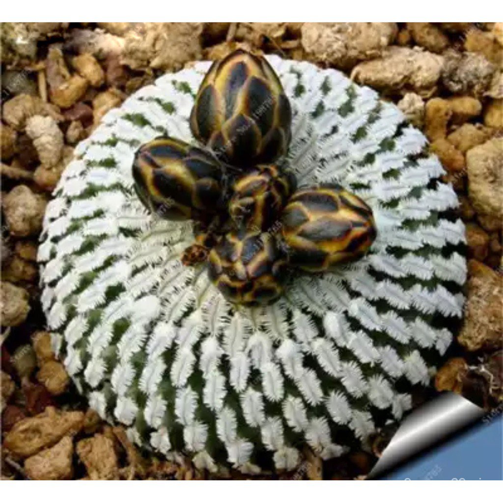 mammillaria compressa succulent cactus lithops seedsseeds CK1B