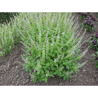 Lemon Basil Plant or Sangig in bisaya live plants #plantita#liveplants#trends#herbs #3