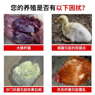 【Good】Rod Kangjing poultry chicken medicine veterinary drug sinofloxacin hydrochloride enrofloxacin