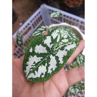 Mini Dwarf White Caladium / Caladium Humboldtii (rare dwarf variety) live Plantseeds VAPN #7