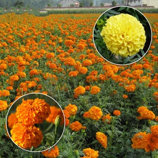 Philippines Ready Stock 100Pcs Yellow Orange Color Marigold Flower Seeds Bonsai Plants Live Tree Air #3