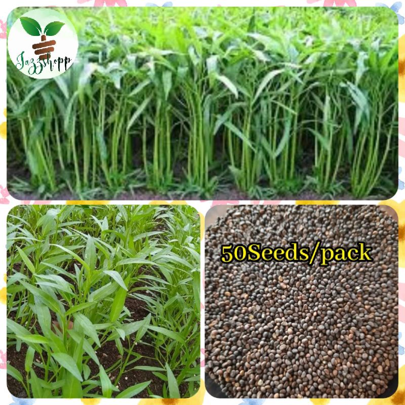Upland Kangkong Chinese /Certified Seeds(50Seeds) | Shopee Philippines