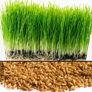 [Plantfilled] Wheat Grass Microgreens Sprouting Seeds Vegetable Wheatgrass - 10 Grams Children/Coria #3