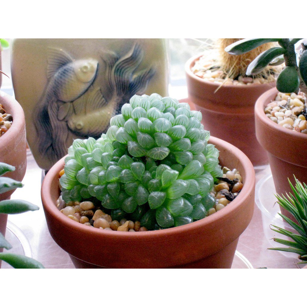 Haworthia cooperi retusa planifolia maculata aloe lithops seedsseeds CMQ1