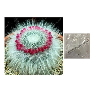 mammillaria hahniana #2 succulent cactus lithops seedsseeds LYRQ #1