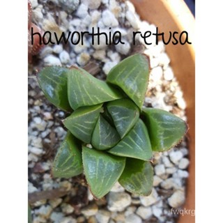 Haworthia cooperi retusa planifolia maculata aloe lithops seedsseeds U8QK #4