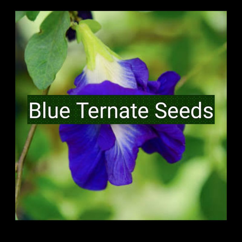 Blue Ternate, Blue Butterfly Pea SEEDS (60pcs/120pcs) Shopee Philippines