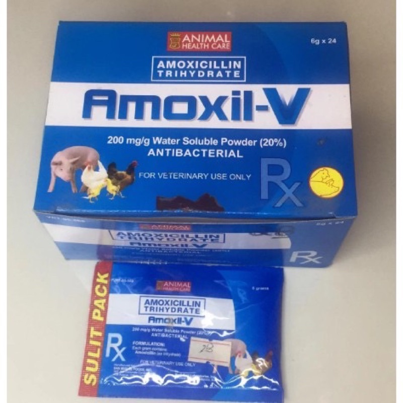 Amoxil V By Bmeg 1 ( Sachet ) | Shopee Philippines