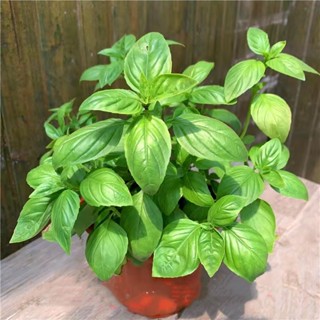 Philippines Ready Stock 200pcs Fresh Thai Sweet Basil Seeds for Sale Genovese Variety Culinary Herb #2