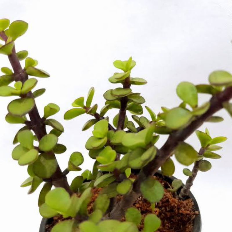 Green Jadelet Succulent Plant | Shopee Philippines