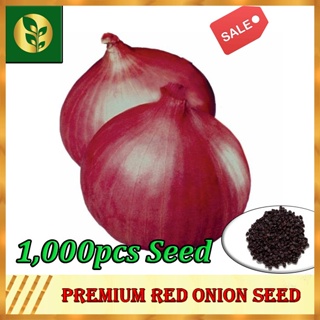 Red Onion Seeds | Golden Quality