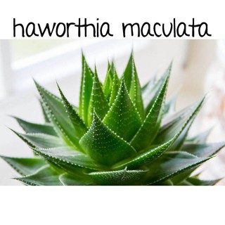 Haworthia cooperi retusa planifolia maculata aloe lithops seedsseeds U8QK #9