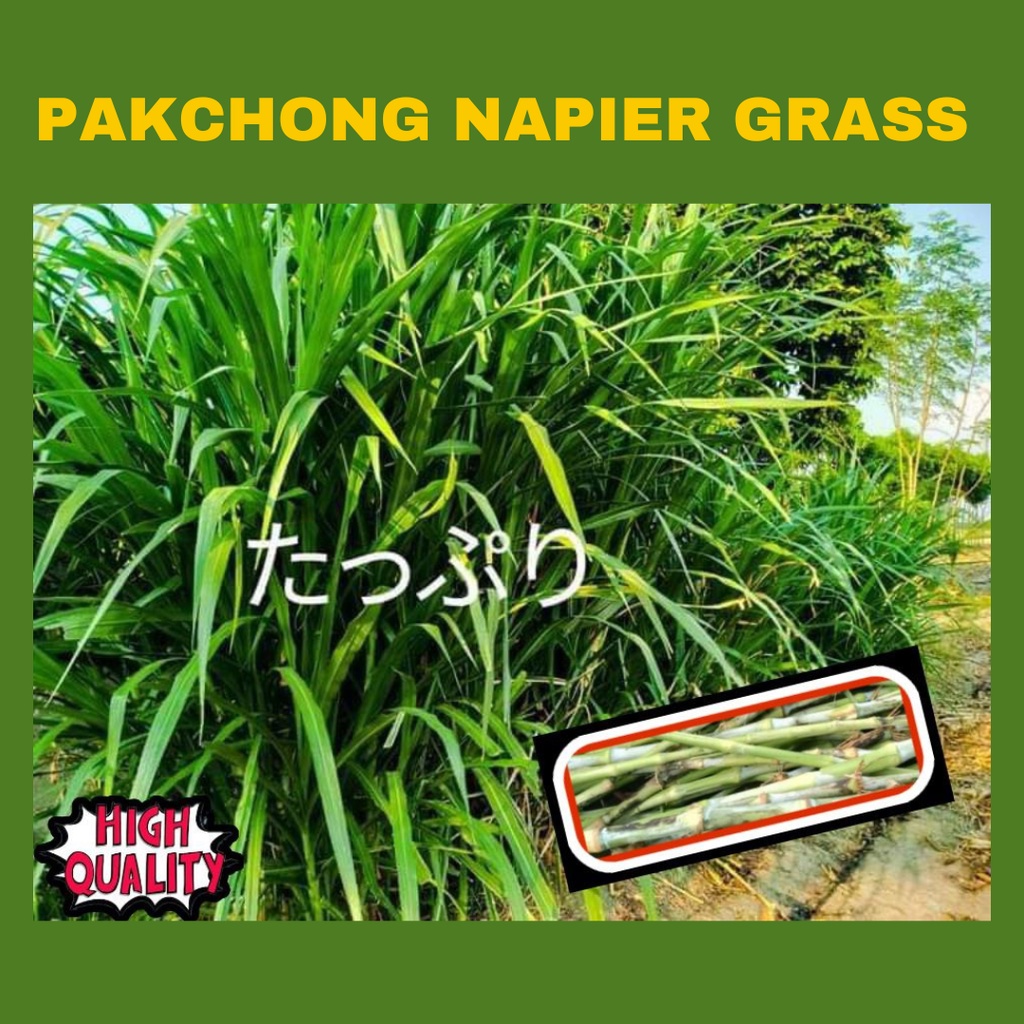 20pcs Pakchong Super Napier Grass Cuttings HIGH QUALITY PLANTING 