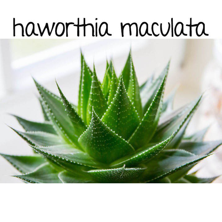 Haworthia cooperi retusa planifolia maculata aloe lithops seedsseeds CMQ1