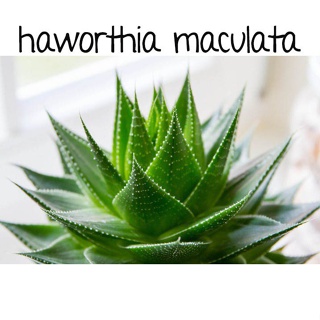 Haworthia cooperi retusa planifolia maculata aloe lithops seedsseeds CMQ1 #5