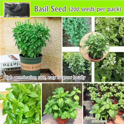 Philippines Ready Stock 200pcs Fresh Thai Sweet Basil Seeds for Sale Genovese Variety Culinary Herb