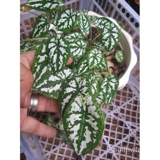 Mini Dwarf White Caladium / Caladium Humboldtii (rare dwarf variety) live Plantseeds VAPN #3