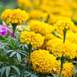 Philippines Ready Stock 100Pcs Yellow Orange Color Marigold Flower Seeds Bonsai Plants Live Tree Air #8