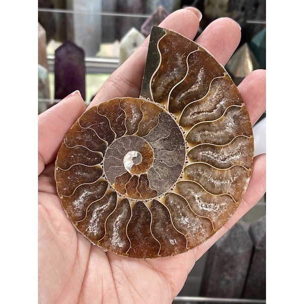 AMMONITE FOSSIL NATURAL CRYSTAL GEMSTONE | Shopee Philippines