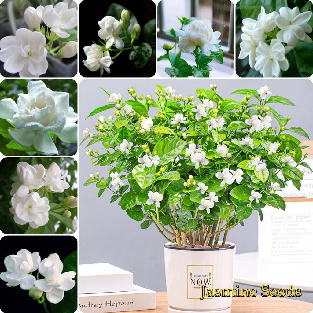 High Quality 50pcs Pure White Jasmine Plant Seeds Gardenia Seeds